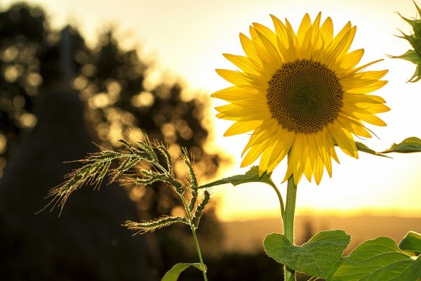 pexels-pixabay-33044 pexels-pixabay-33044